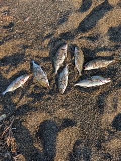 ショゴの釣果