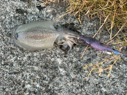 シリヤケイカの釣果