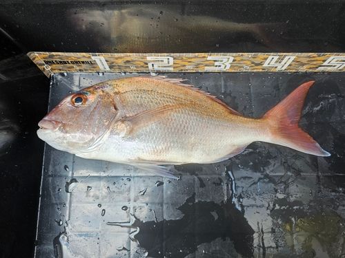 マダイの釣果