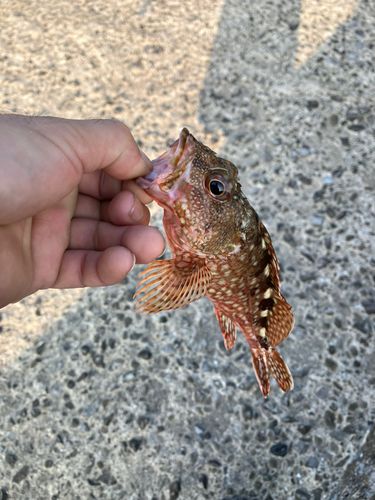 アラカブの釣果