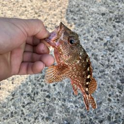 アラカブ