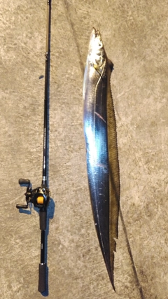 タチウオの釣果