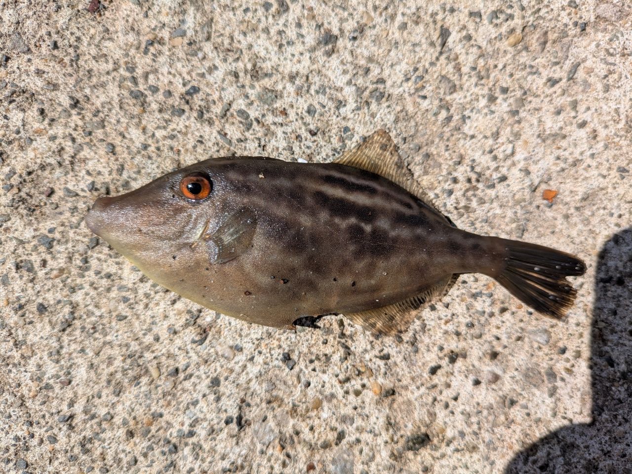 ウマヅラハギ
