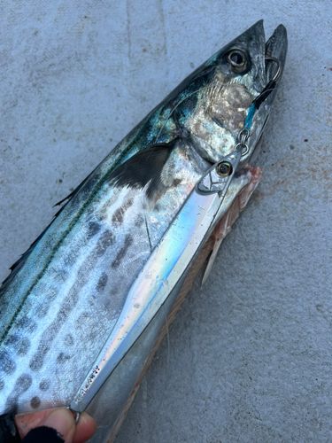サワラの釣果
