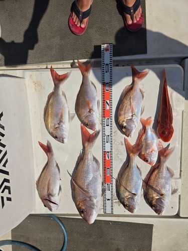 マダイの釣果
