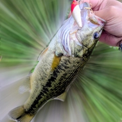 ラージマウスバスの釣果
