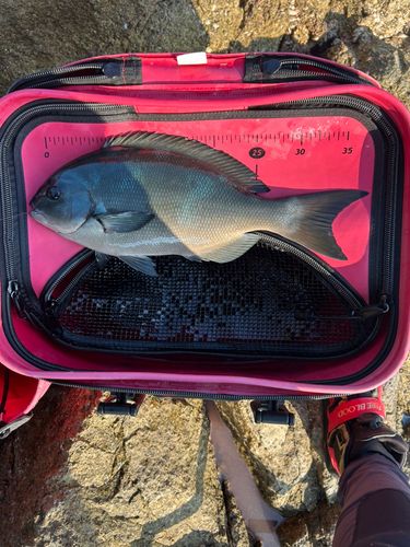 オナガグレの釣果