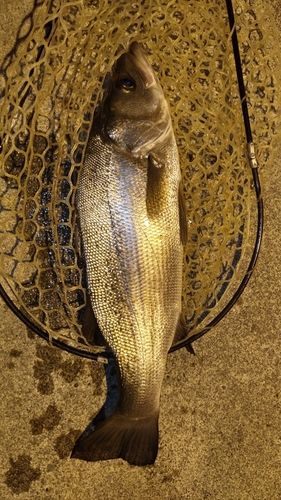 ヒラスズキの釣果