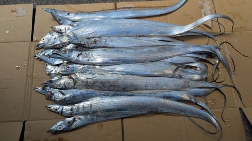 タチウオの釣果