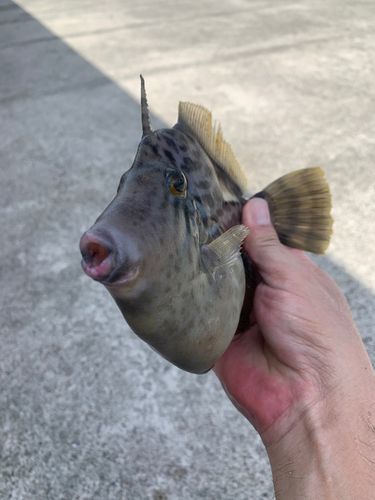 カワハギの釣果