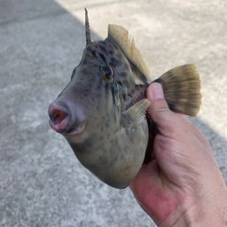 カワハギ