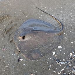 アカエイ