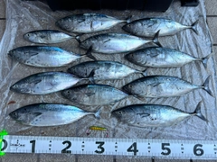スマガツオの釣果