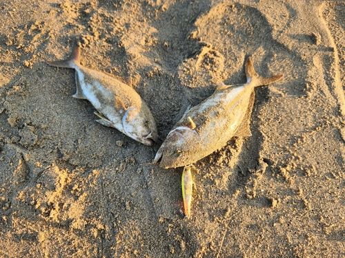 ショゴの釣果