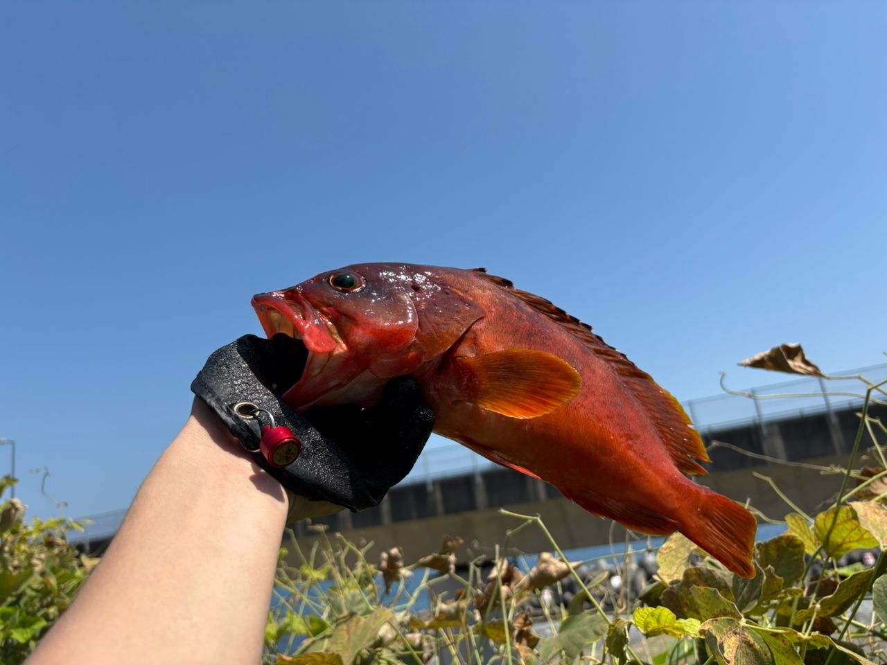 オオモンハタ