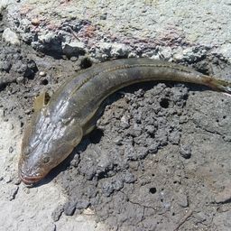 マゴチ