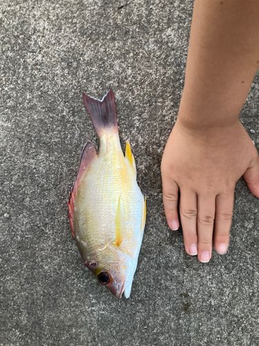 オキフエダイの釣果