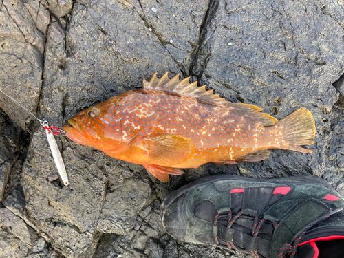 キジハタの釣果