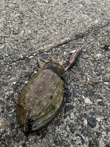 コウイカの釣果
