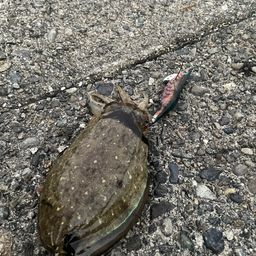 コウイカ