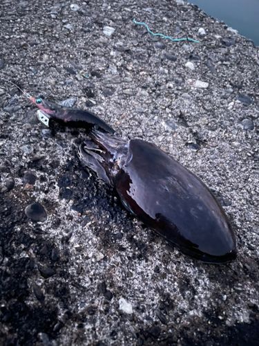 コウイカの釣果