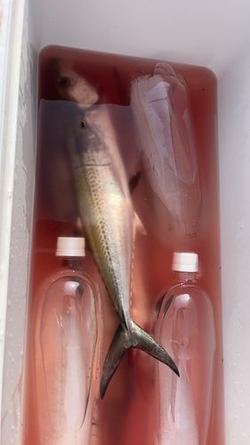 サゴシの釣果