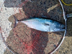 スマガツオの釣果