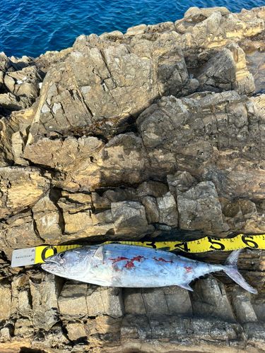 ハガツオの釣果