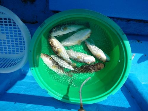 ショウサイフグの釣果