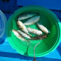 ショウサイフグ