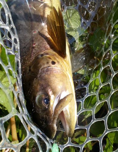ブラウントラウトの釣果