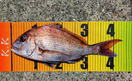 マダイの釣果