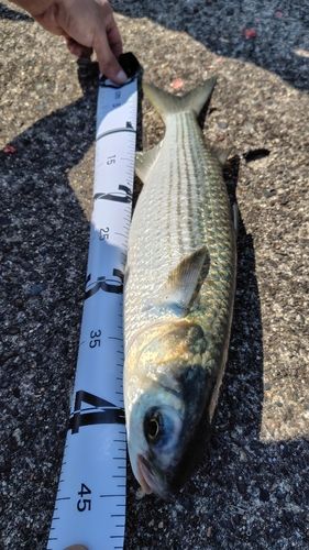 ボラの釣果