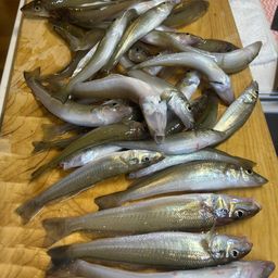 シロギス