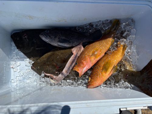 ヒラメの釣果