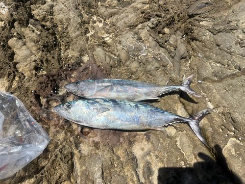 ハガツオの釣果