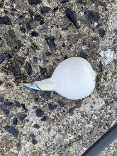 クサフグの釣果