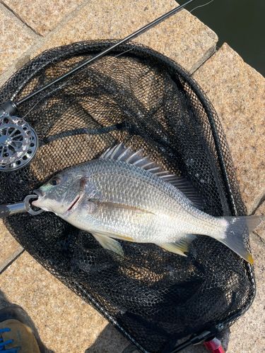 キビレの釣果