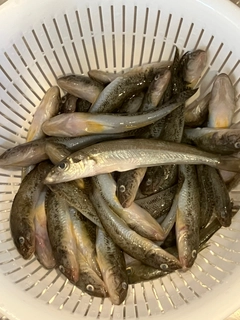 ハゼの釣果