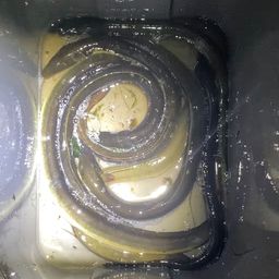 ウナギ