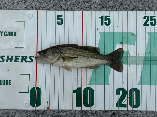 ブラックバスの釣果