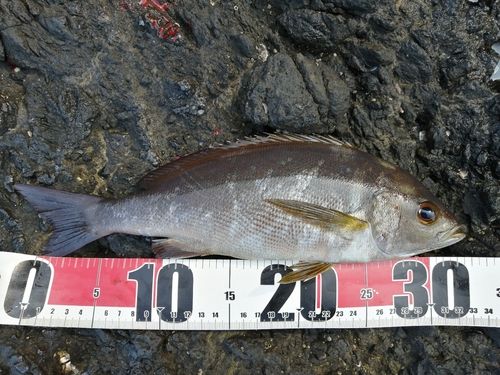 イサキの釣果