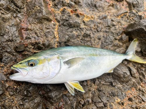 フクラギの釣果