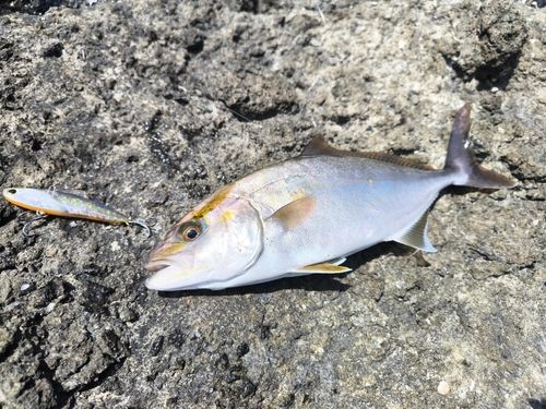 ショゴの釣果