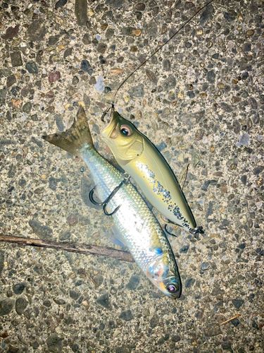 ボラの釣果