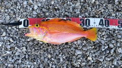アカイサキの釣果