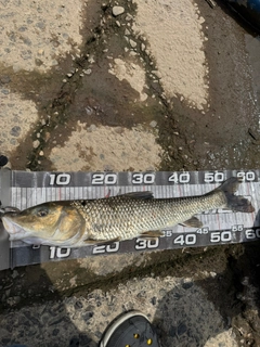 ニゴイの釣果