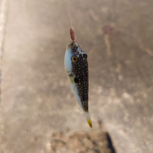 クサフグの釣果
