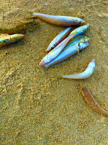 キスの釣果