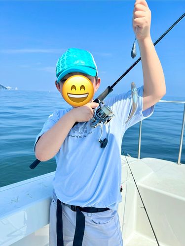 シロギスの釣果